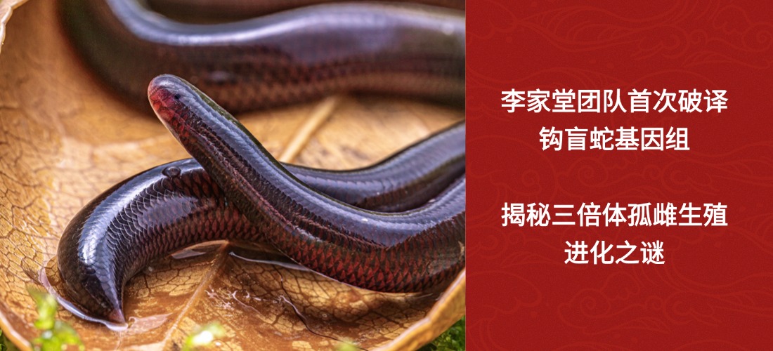 李家堂团队首次破译钩盲蛇基因组，揭秘三倍体孤雌生殖进化之谜