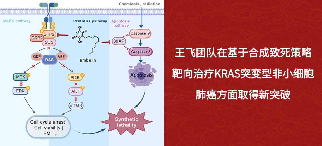 成都生物所王飞团队在基于合成致死策略靶向治疗KRAS突变型非小细胞肺癌方面取得新突破