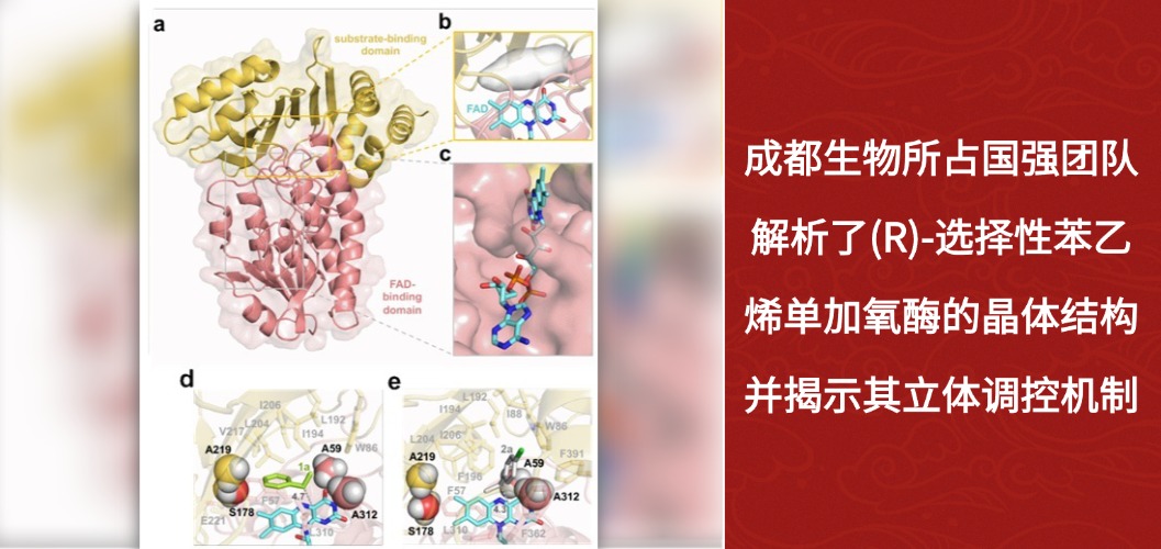 成都生物所占国强团队解析了(R)-选择性苯乙烯单加氧酶的晶体结构并揭示其立体调控机制