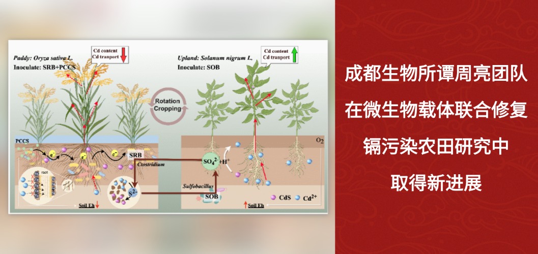 成都生物所谭周亮团队在微生物载体联合修复镉污染农田研究中取得新进展